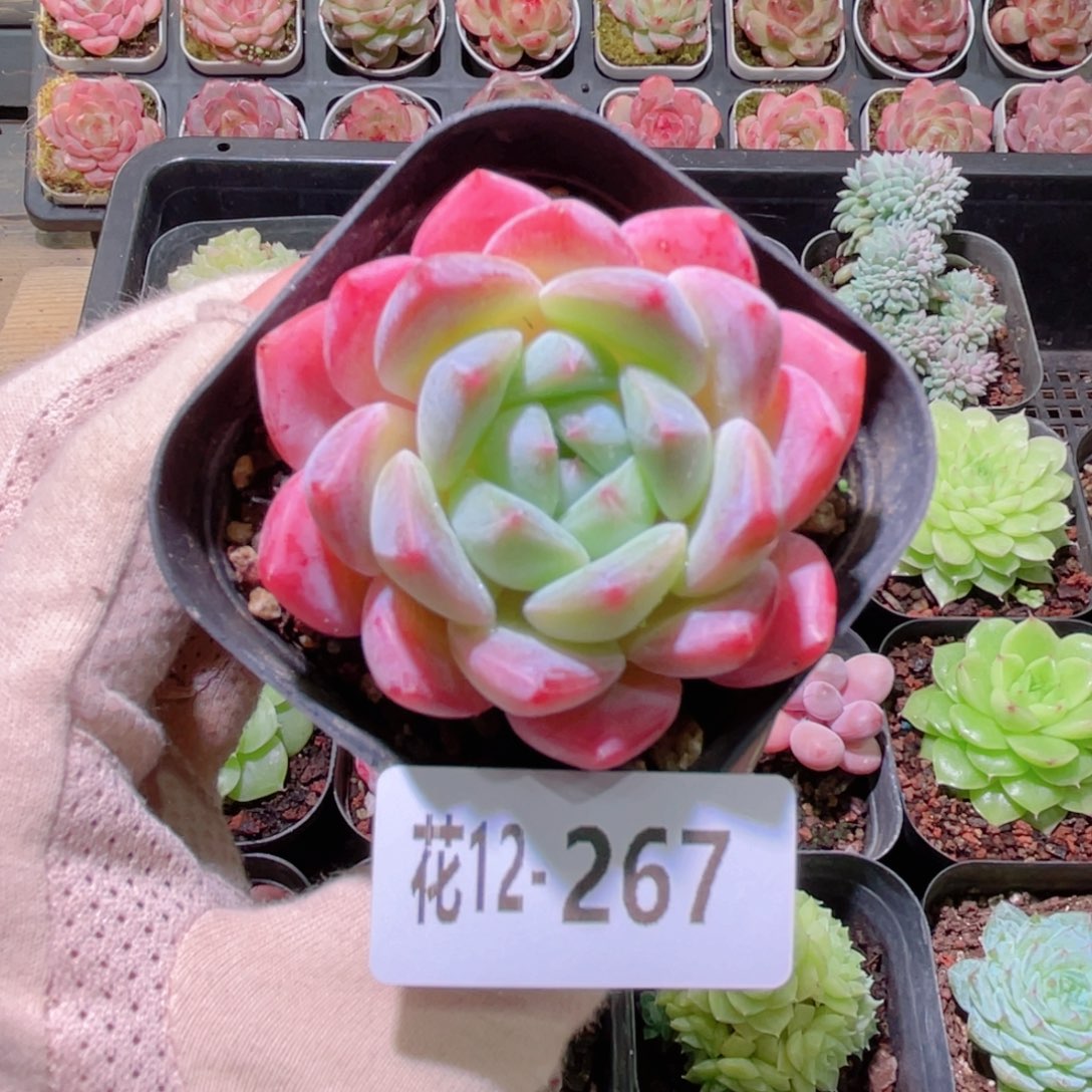 花利美12-267冰糖