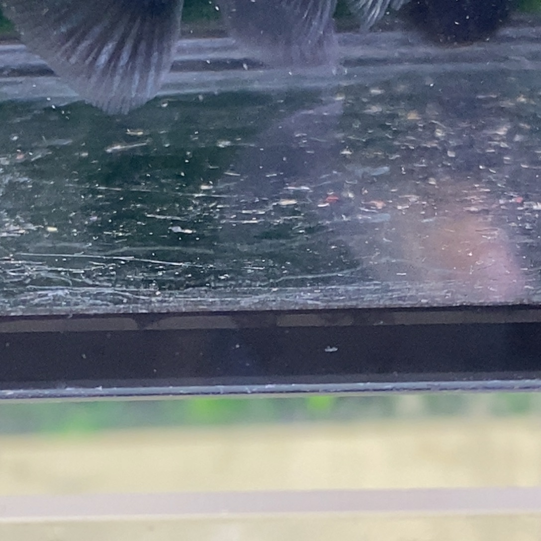 孔雀鱼蓝礼服玻璃猫两对