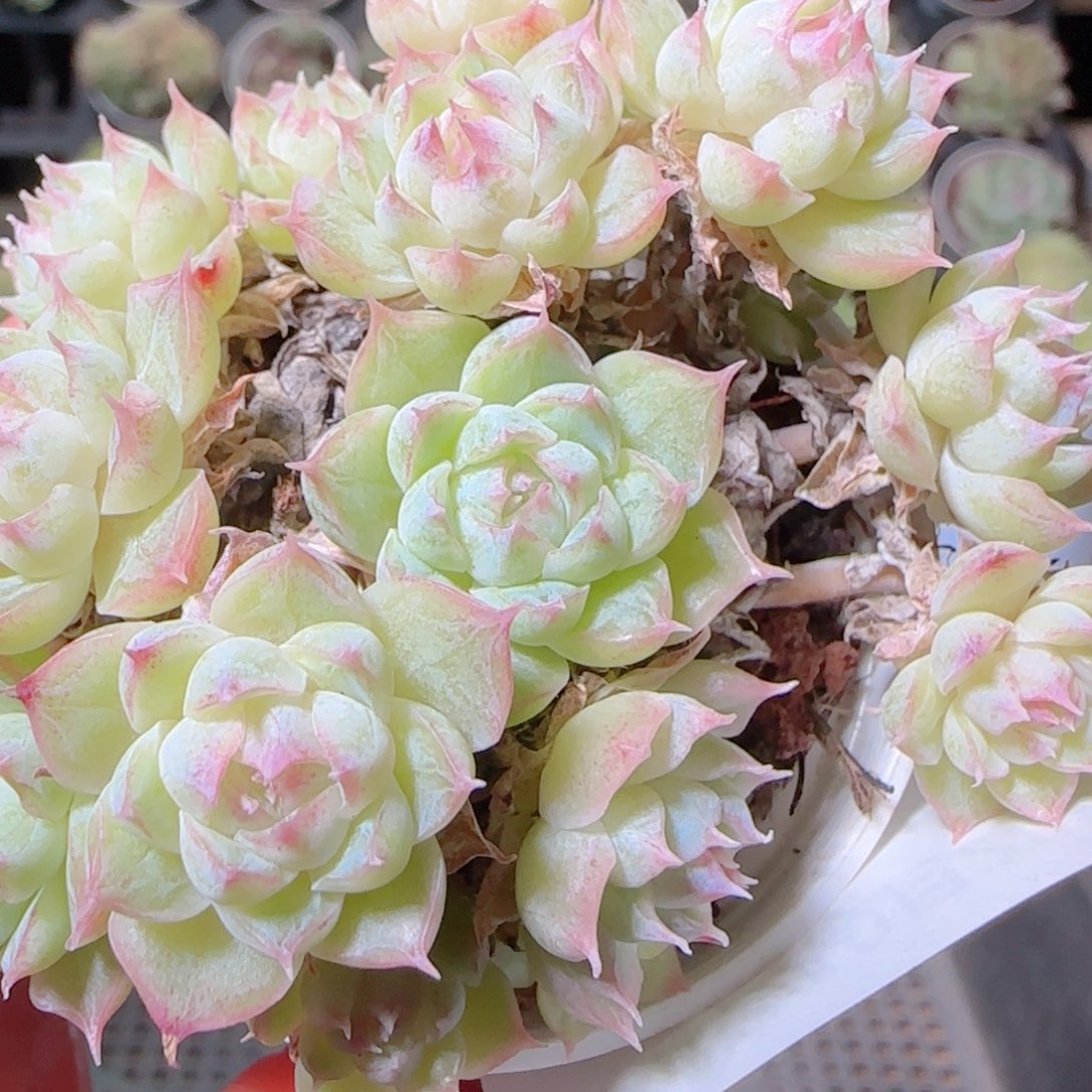 花语逸镜1028-447整