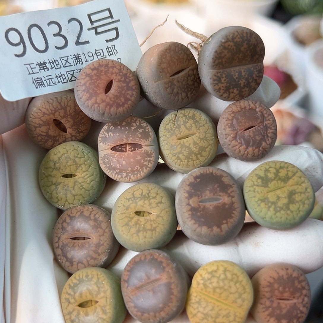 好养易活生石花大母本9032