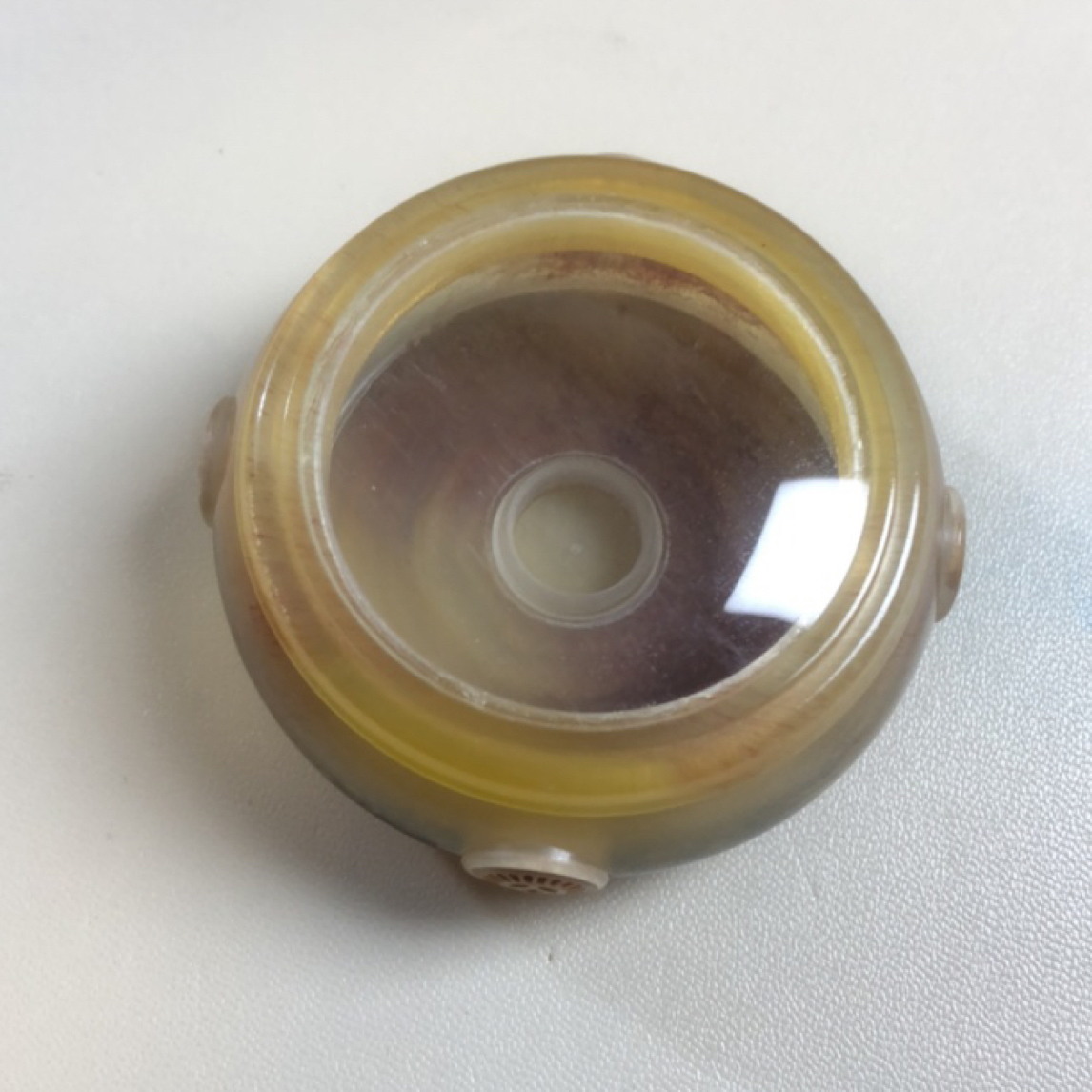 四火鸣虫 全牛角掌中宝万体 带仙子