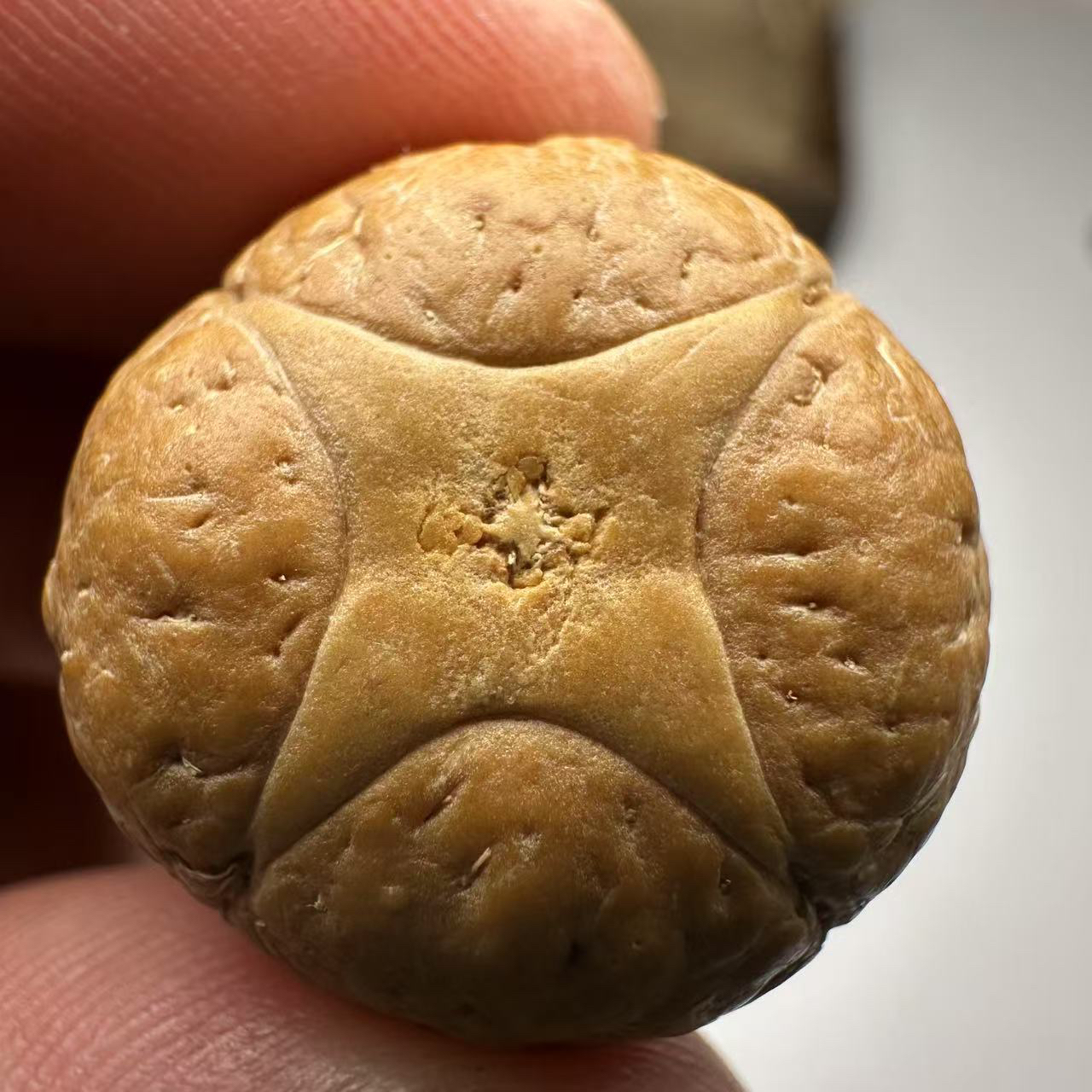 尼泊尔麒麟眼菩提，尺寸23，sss系列，货号s27