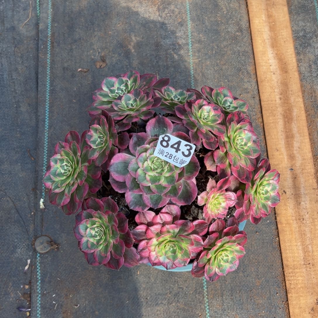 多肉植物843赤子心
