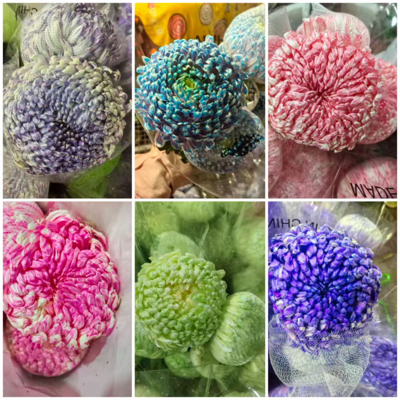 【富贵牡丹菊】人间富贵花  圆满浓情  花期特别长   家养水养