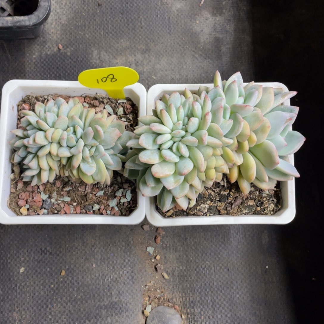 小圆脸星影缀化两个一组12口盆108号