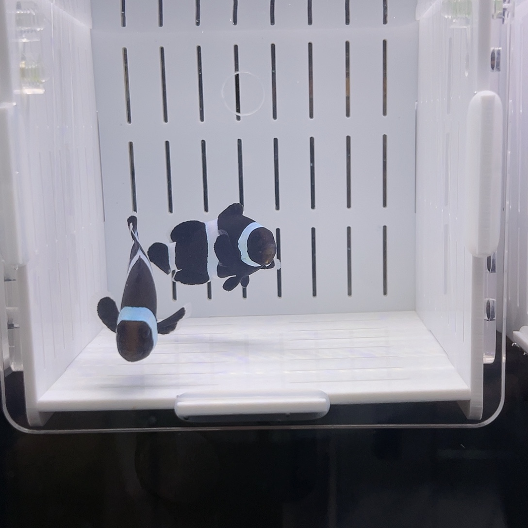 海水鱼澳黑小丑鱼