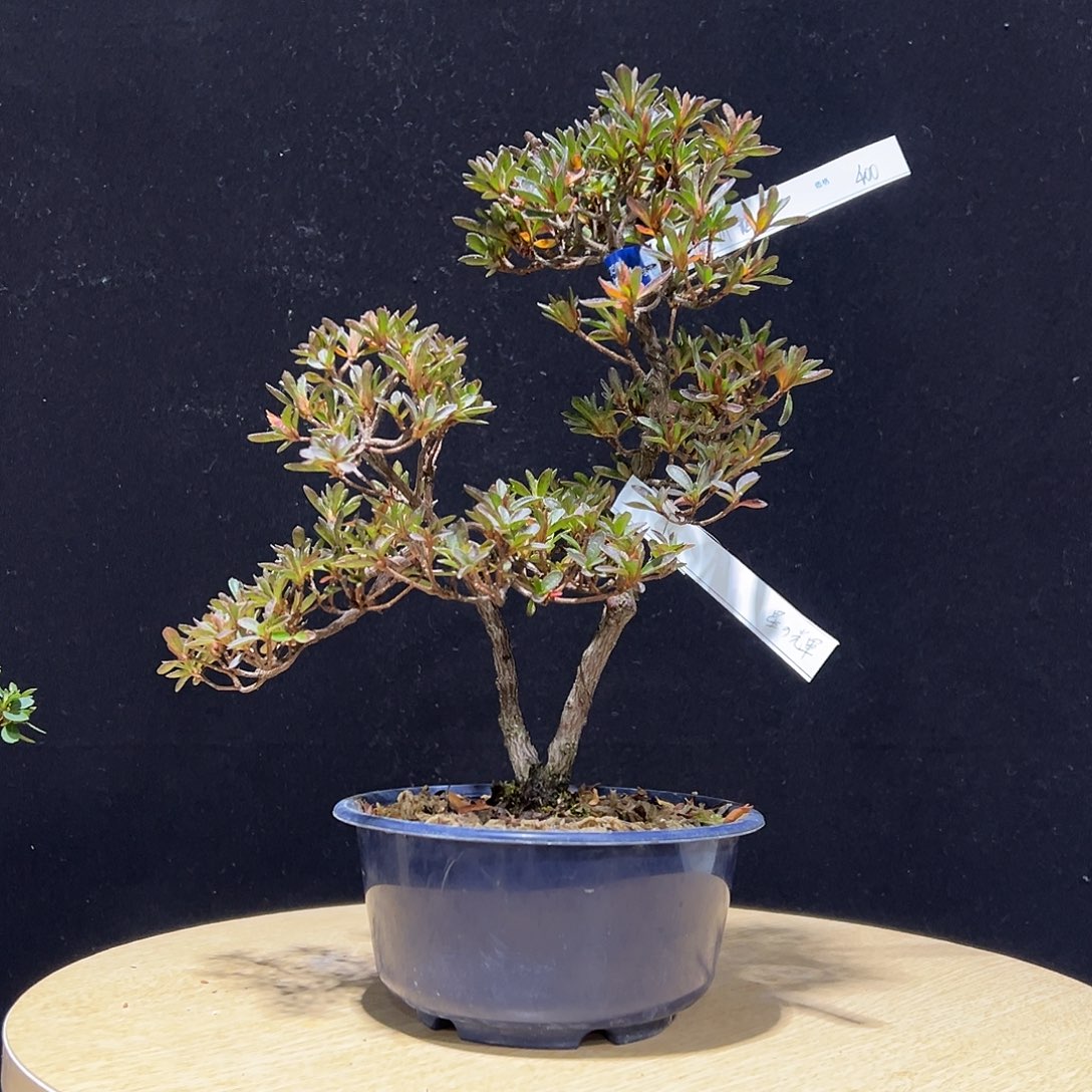 无花朵文人星之辉一颗