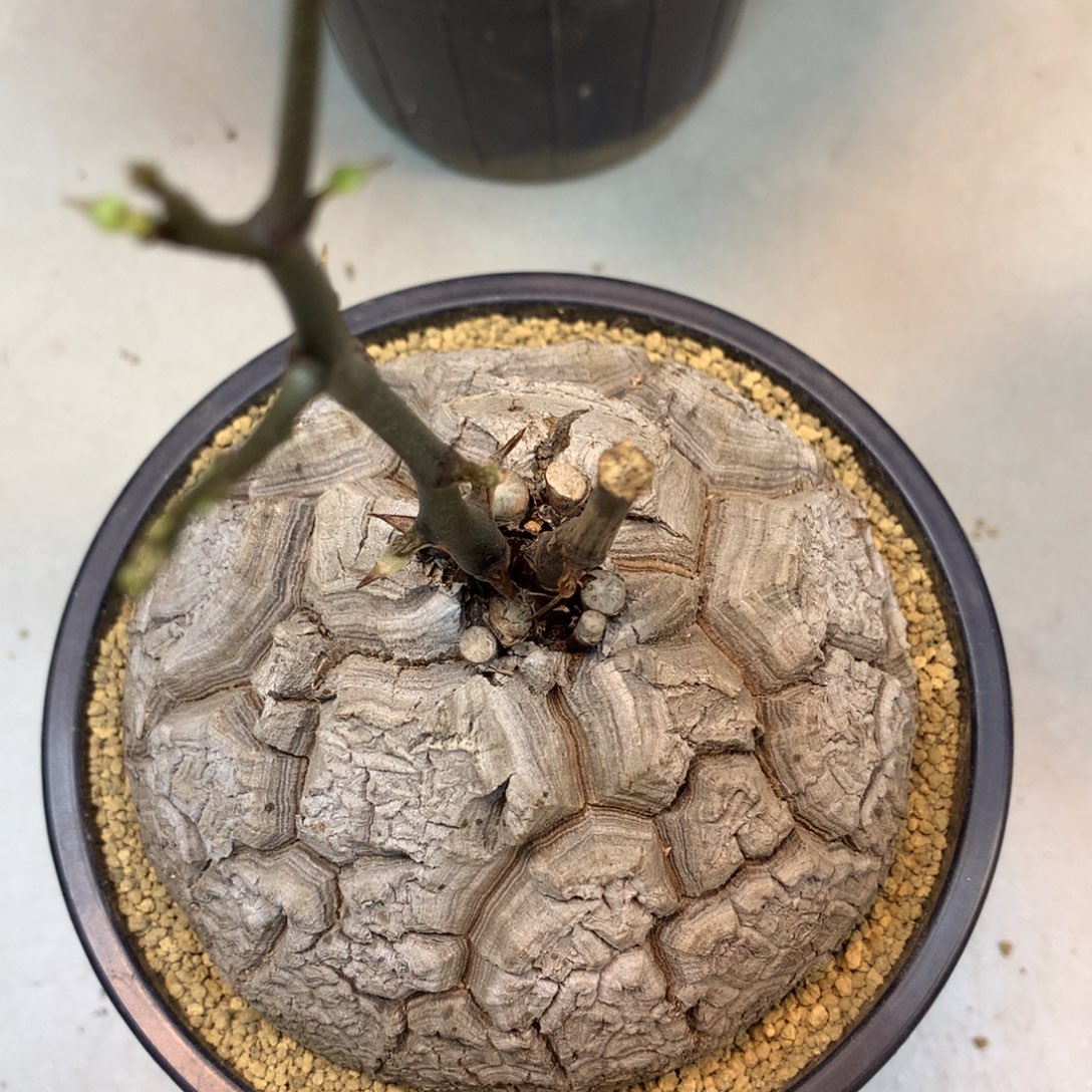      23号  实生龟甲龙11公分带盆土发货