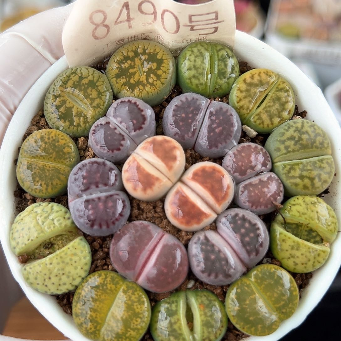 好养易活生石花大母本8490