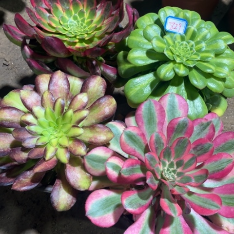 829多肉植物组合