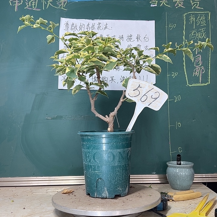 当前无花栽培后可以开花蜡染粉 原生小树头569