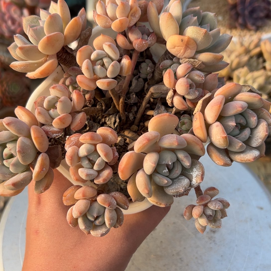 蜜桃格林28 零零多肉植物