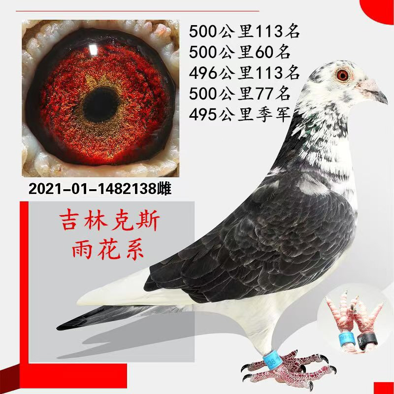 雨点花头吉林克斯 信鸽成绩鸽种鸽