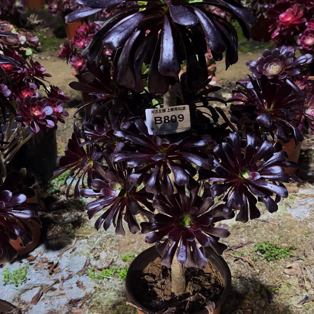 多肉植物809墨法师