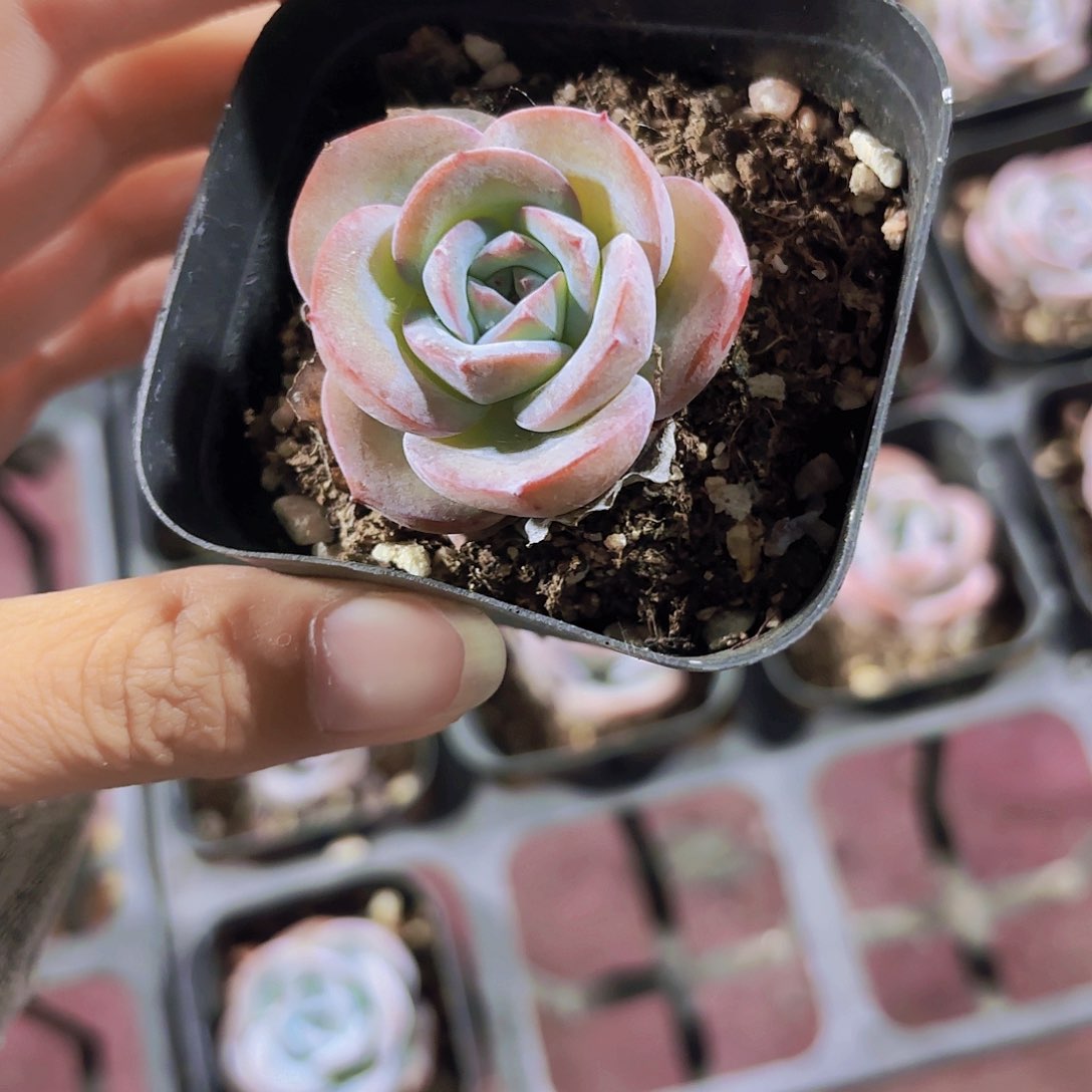 精品布鲁蓝多肉植物