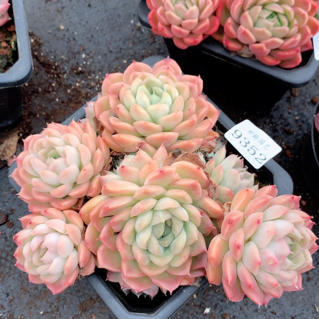 9352新年快乐发发发