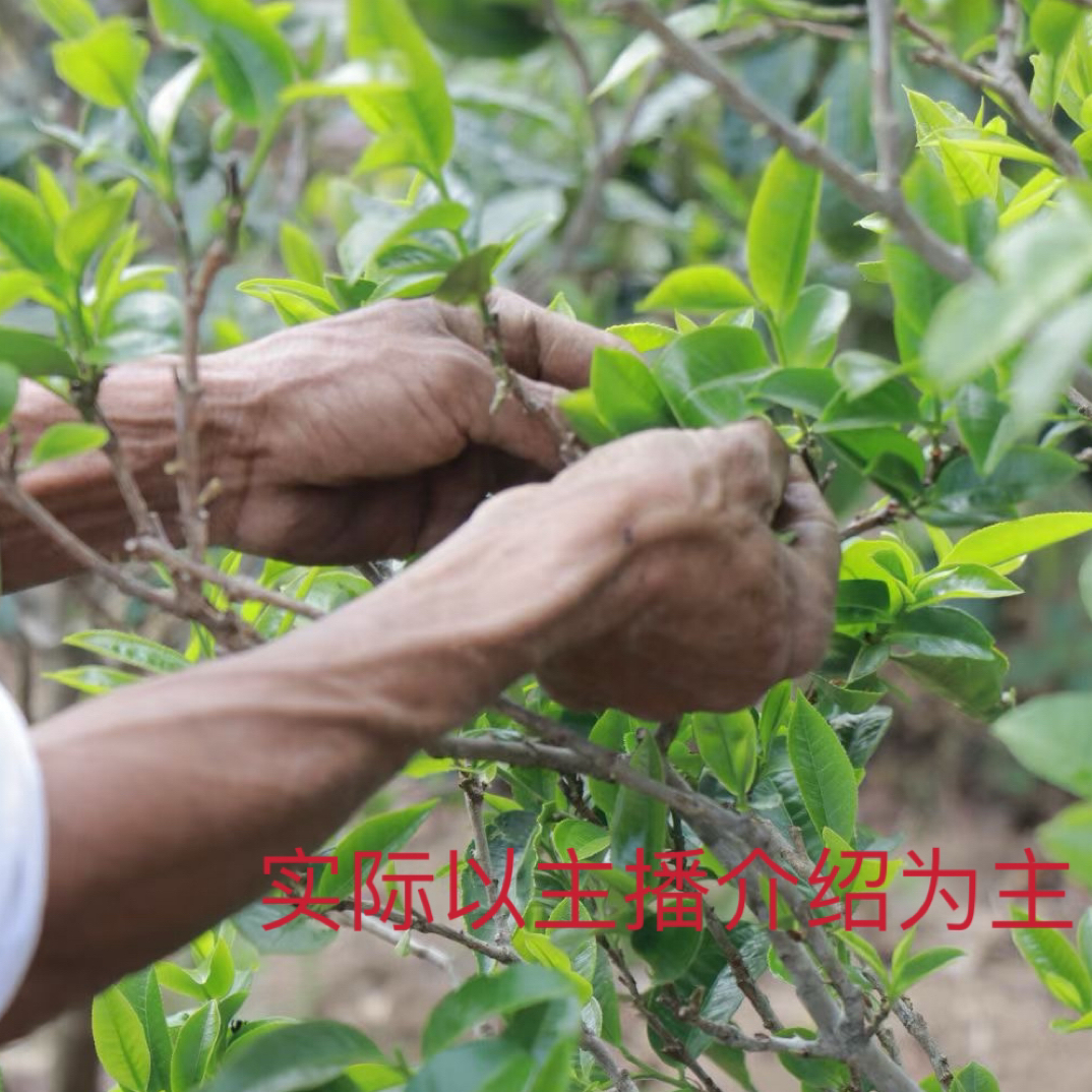 普洱茶生茶通用链接生茶