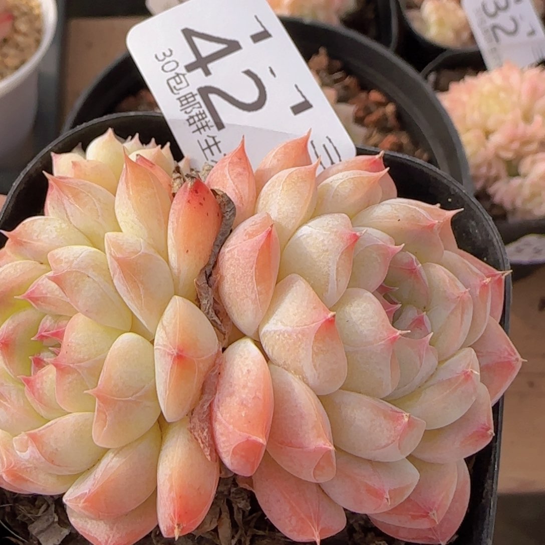 明月心双头一颗脱土发货