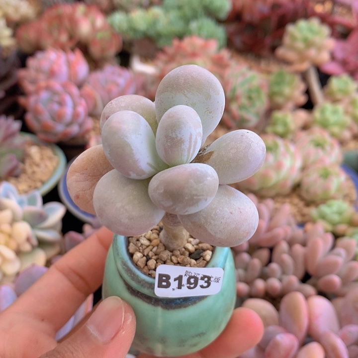 一物一拍含盆土满38包邮B193