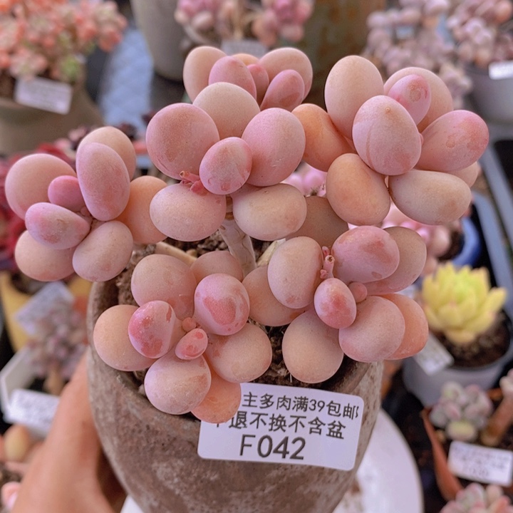 糖果桃蛋老桩10cm042多肉植物