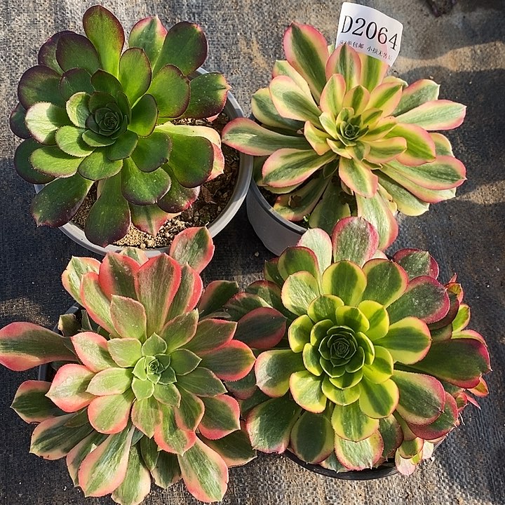 2064雨荷红牡丹桃花妖奶白4颗