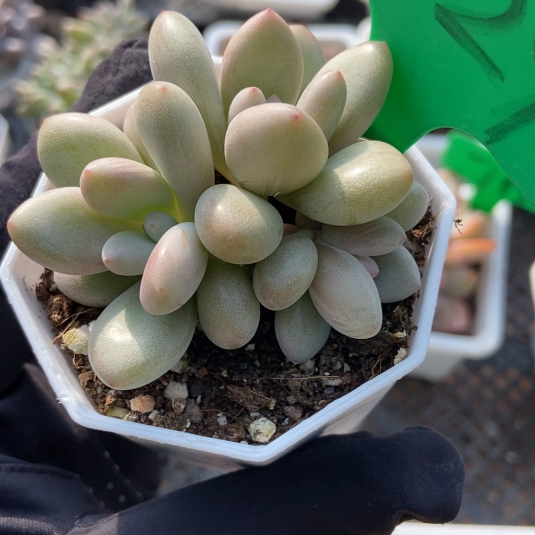 829原始虞美人多肉