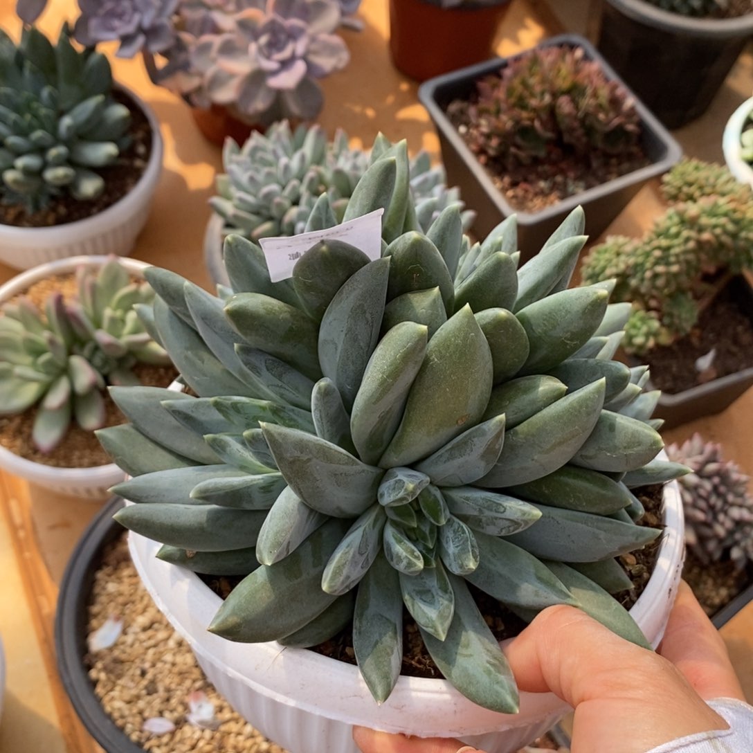 重楼群生多肉多肉1156