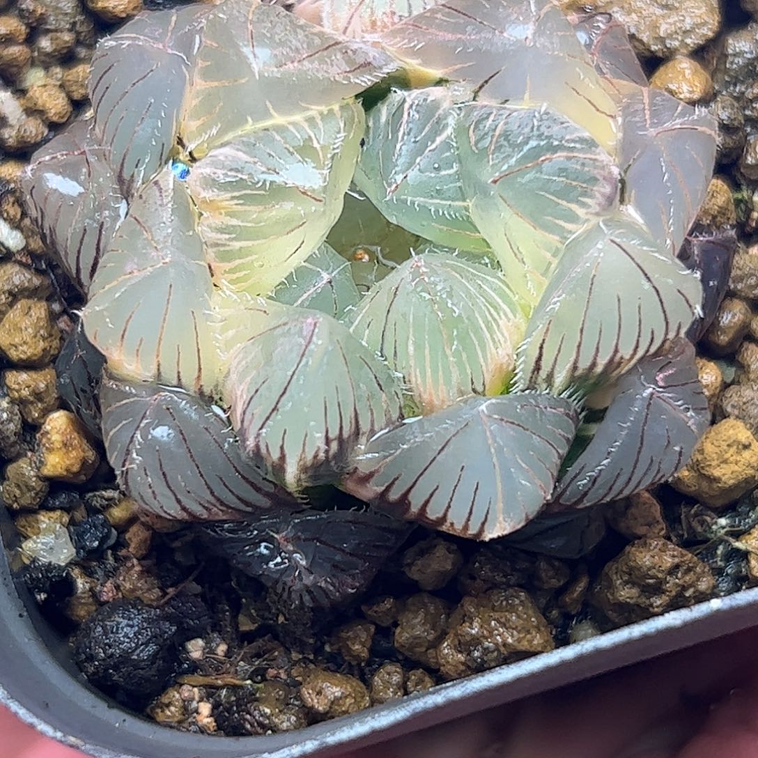 糊斑赤线锦十二卷多肉植物