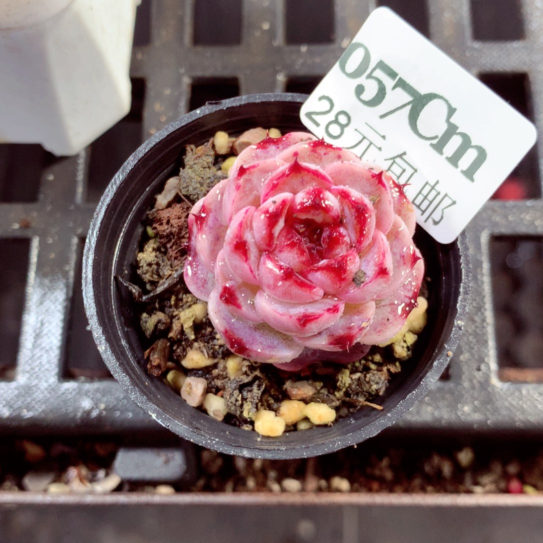 5厘米盆精控多肉057