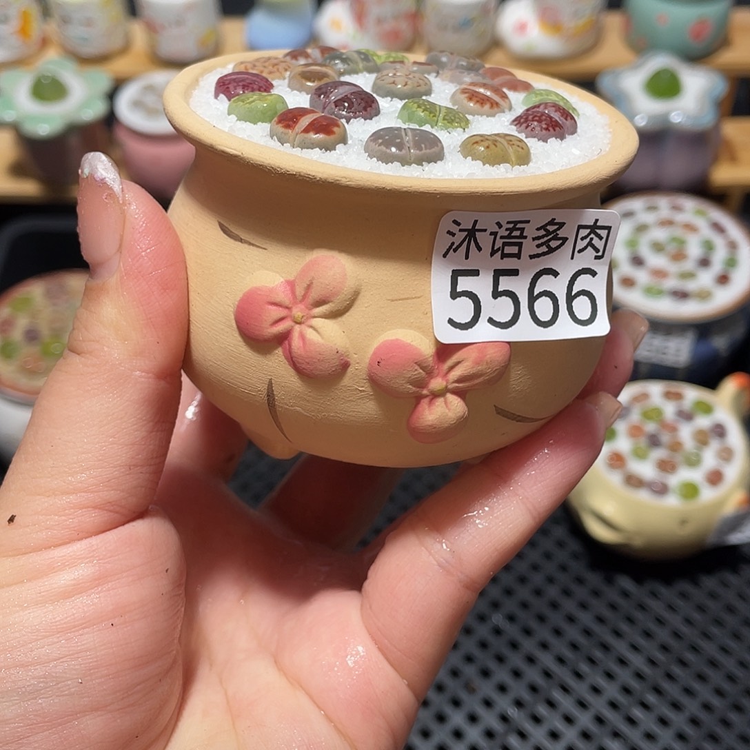 带盆土植物 一物一拍5566