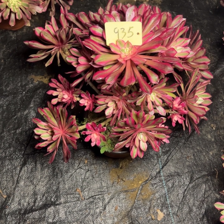 935红铜白多肉一物一拍