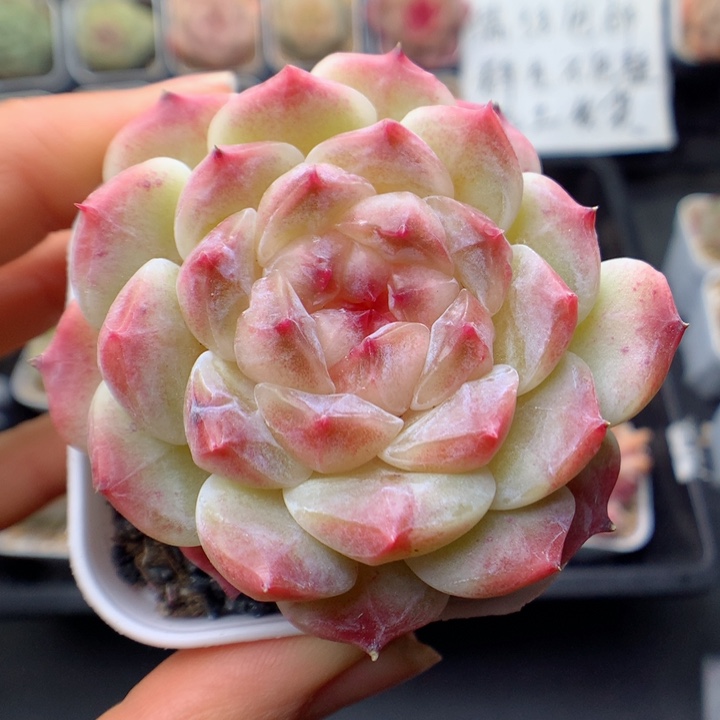 多肉植物。冰魄74