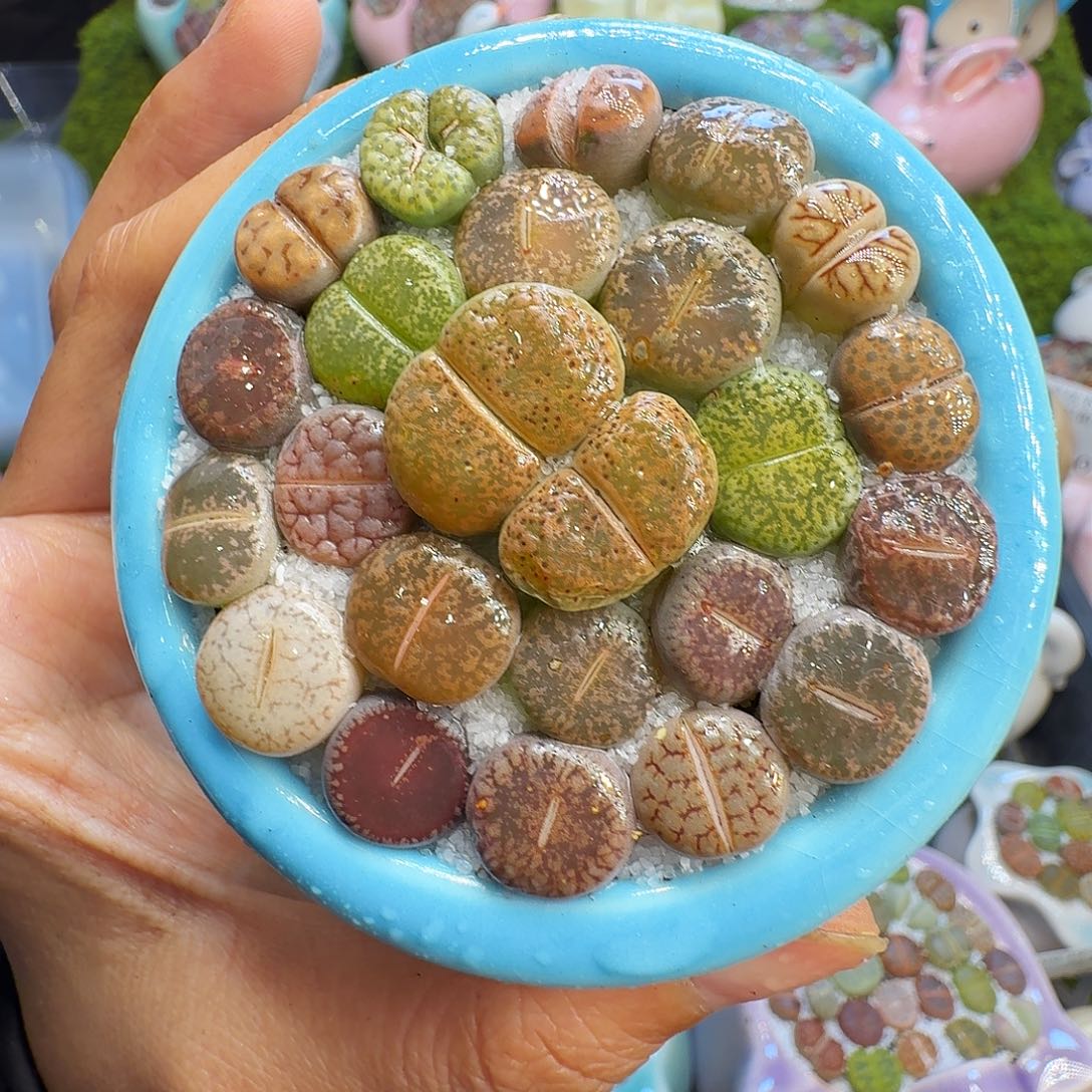 多肉植物福利冲1397