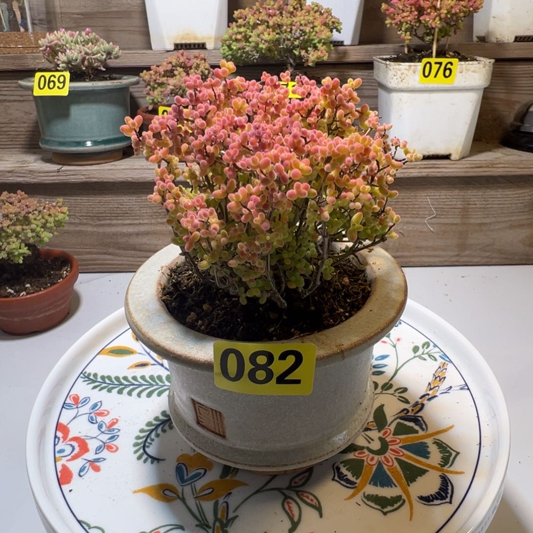 枝干番杏多肉植物乌卅盆老桩芋圆082