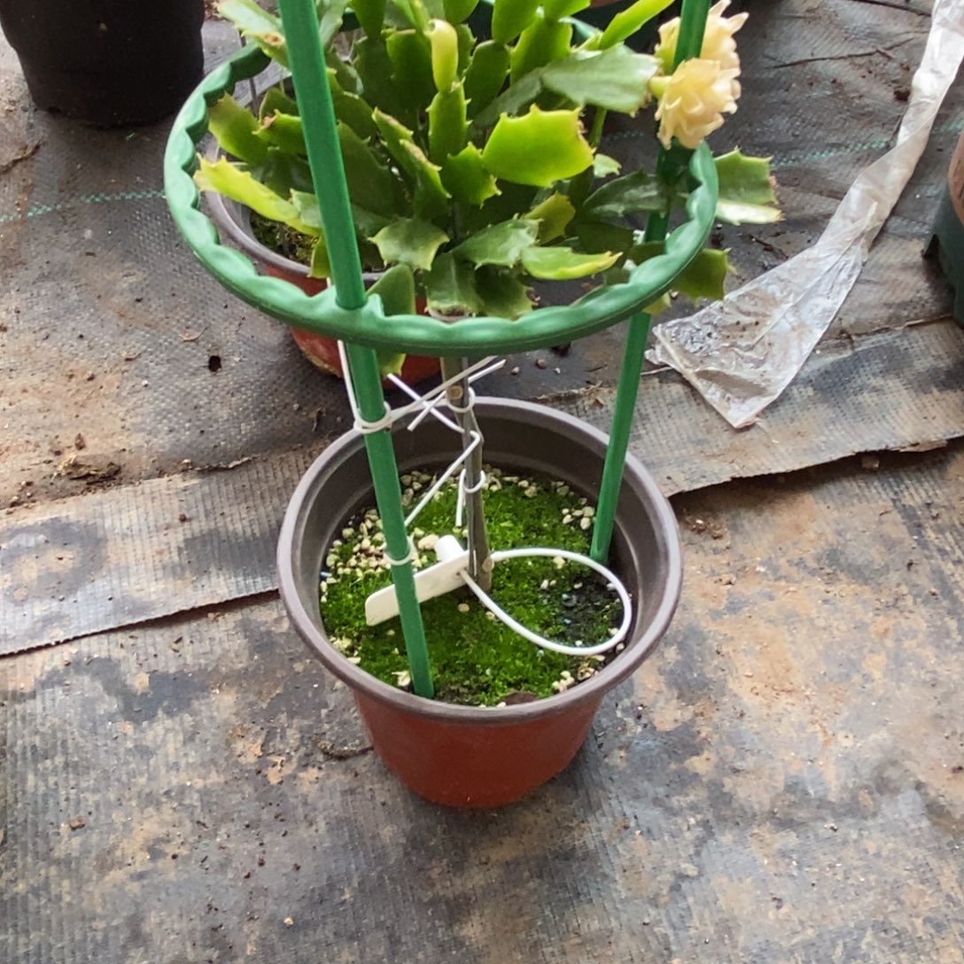 用***6完全开放福利款单色