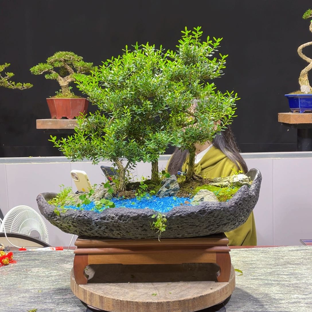 四季常青老桩黄桩盆景