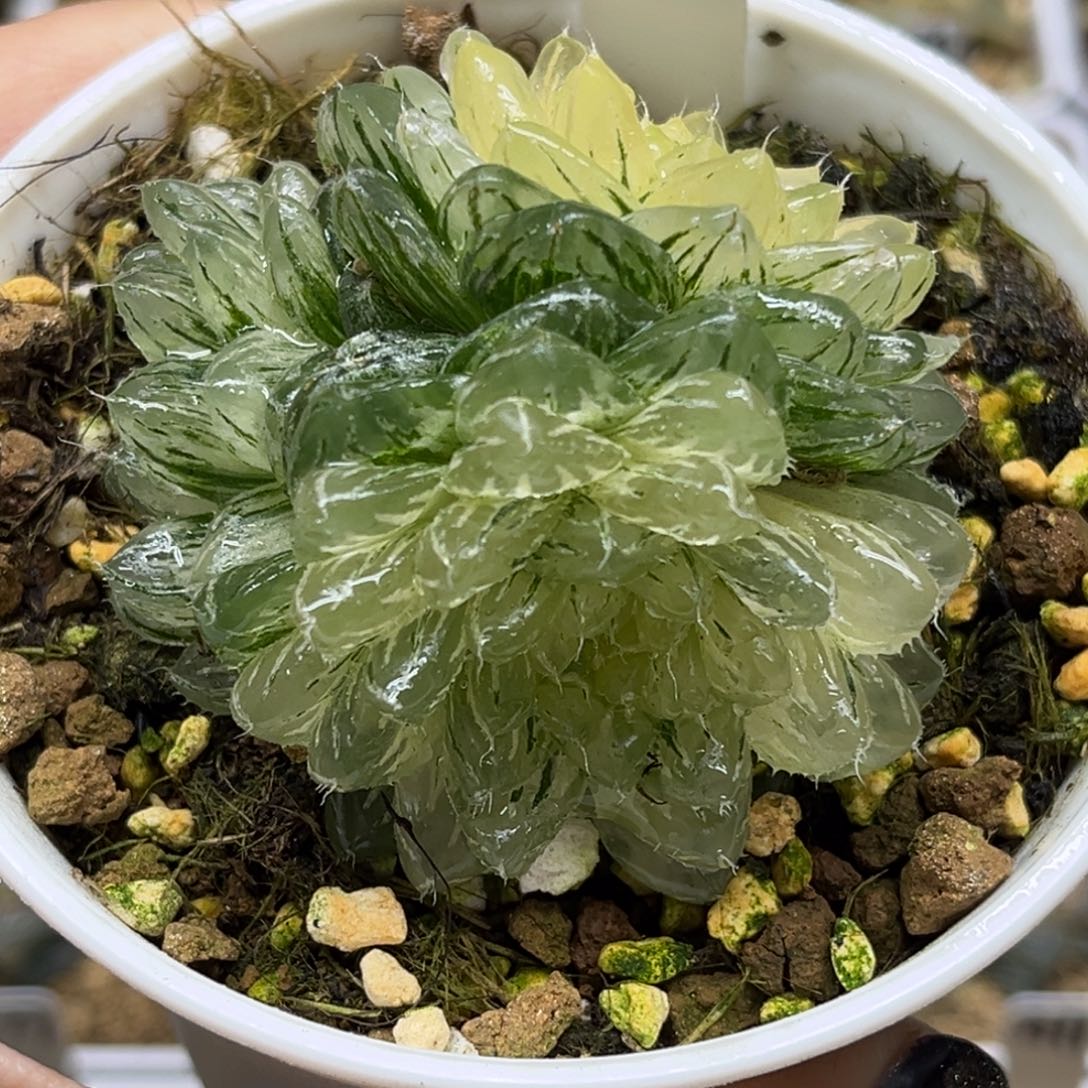 57群生翠云锦福利专场