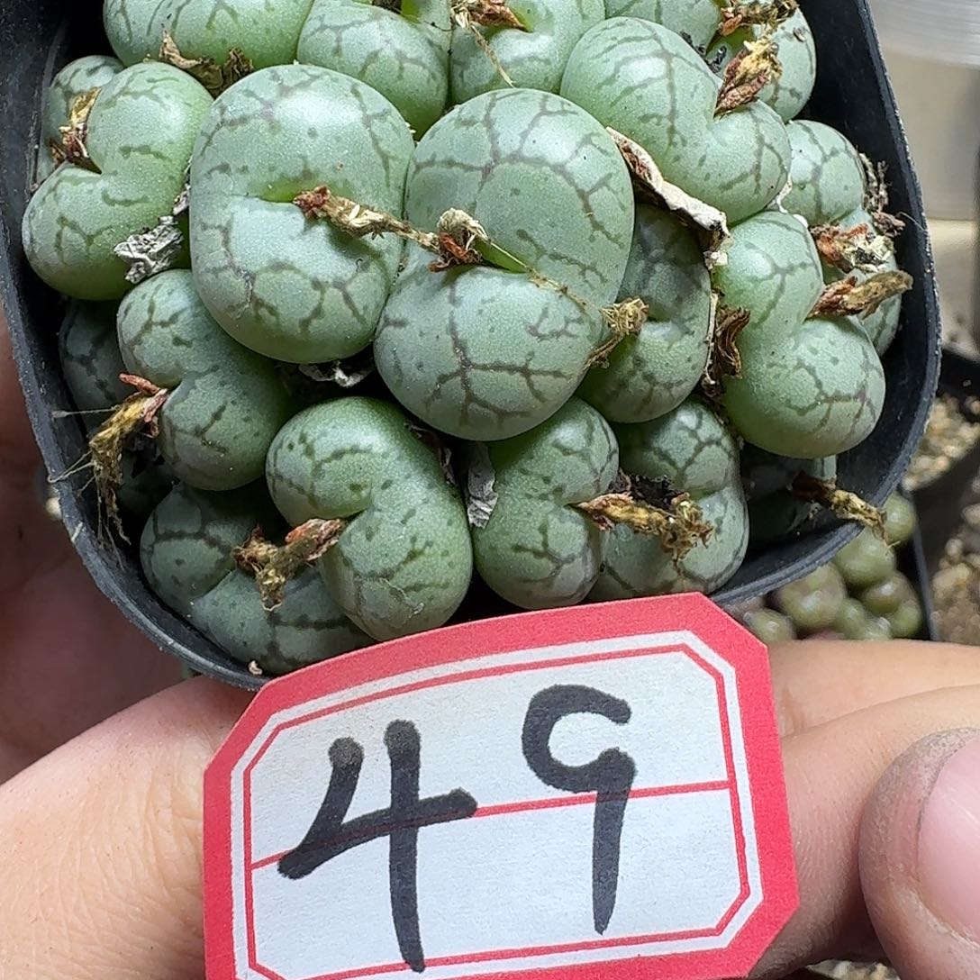 多肉植物的润泽风格吧