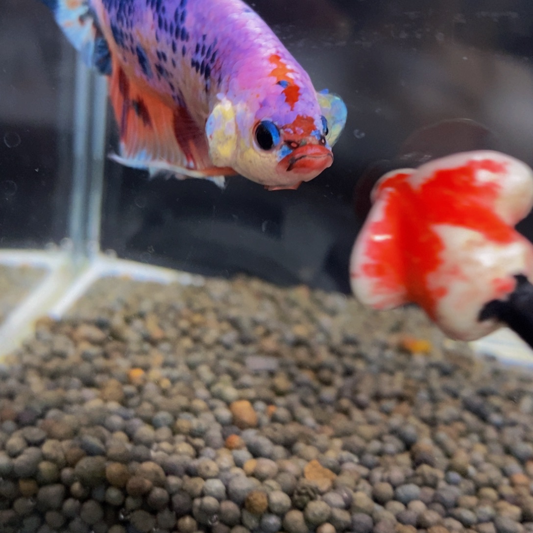 斗鱼513巨斗11星1