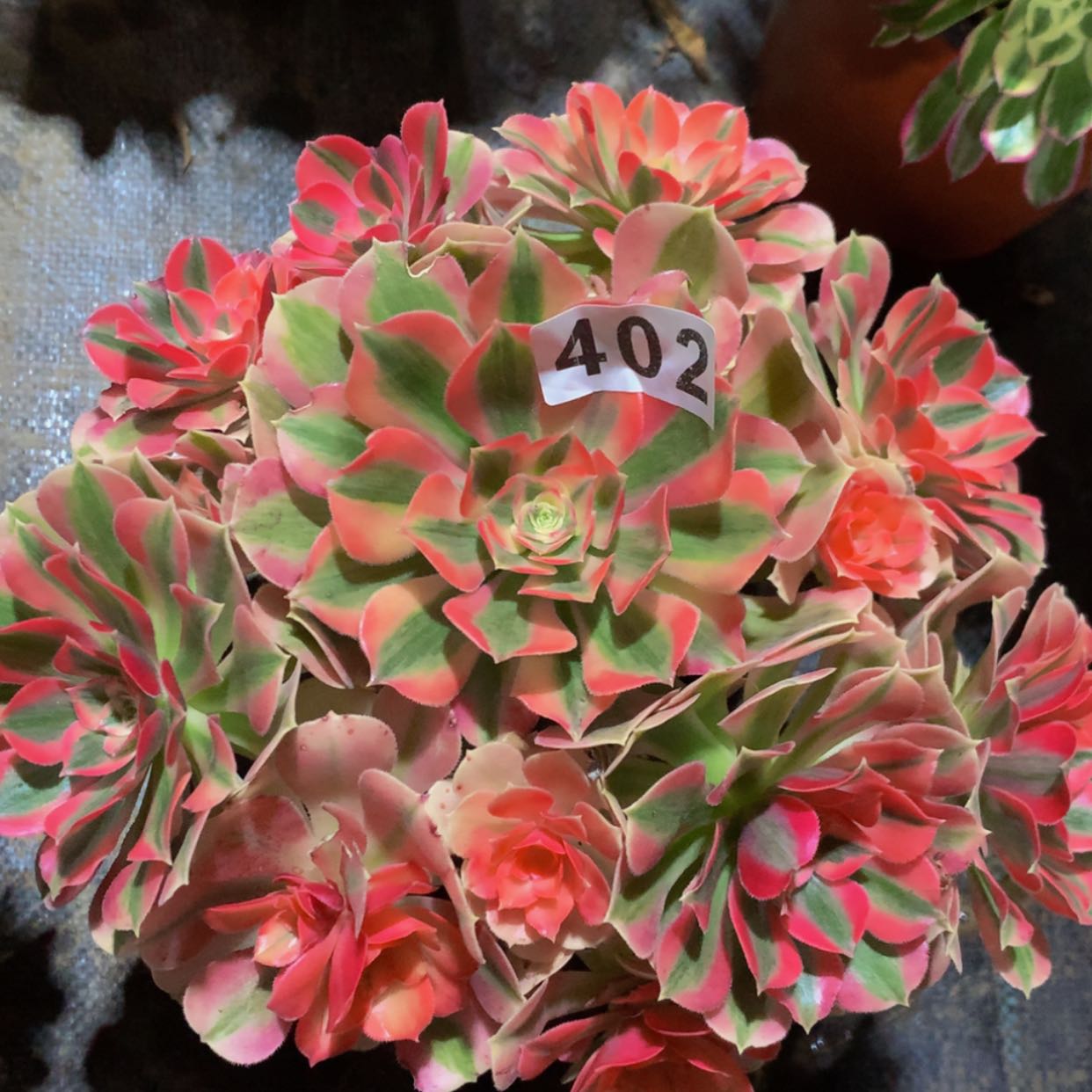 【闪购商品】402女巫多肉