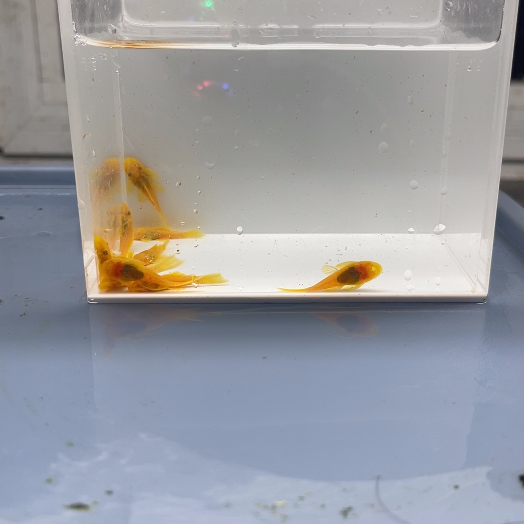 清道夫鱼小胡子10条开箱视频