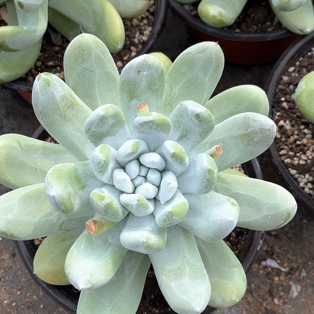 8965拇指仙女杯多肉