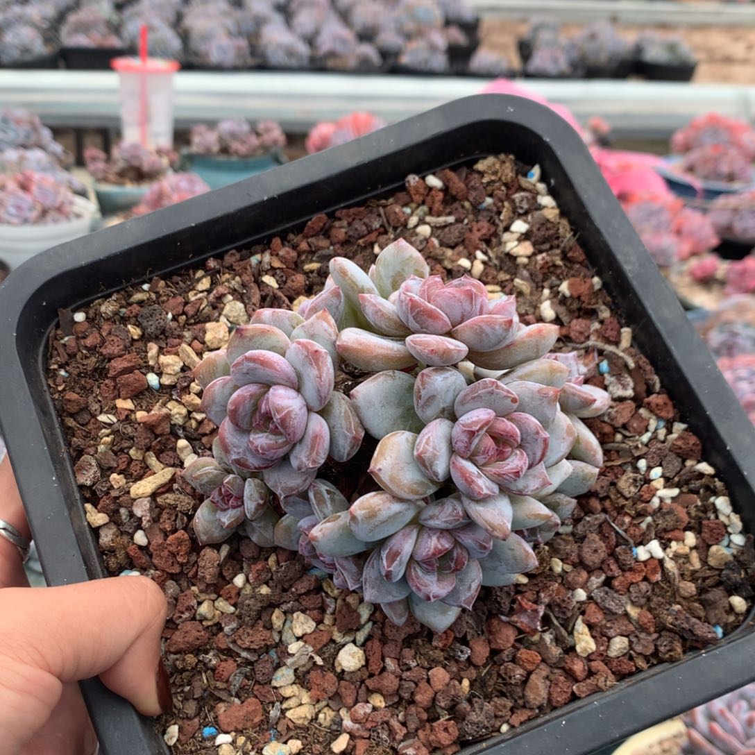 石榴籽小脸朵朵花