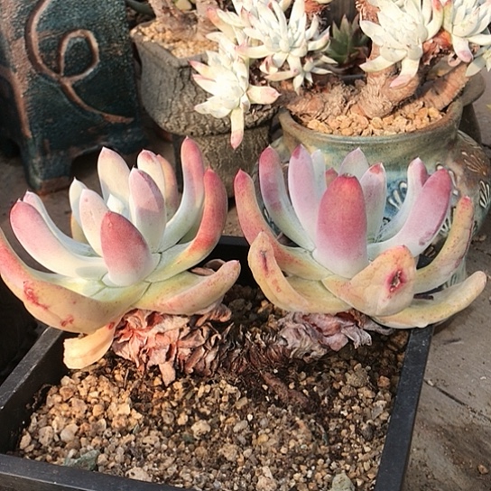 拇指仙女棒仙女棒