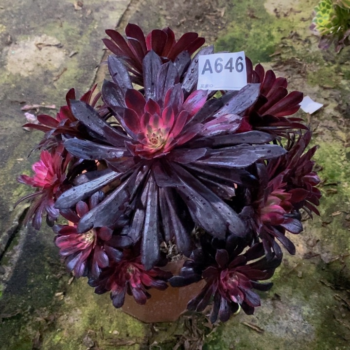 黑天鹅多肉植物646