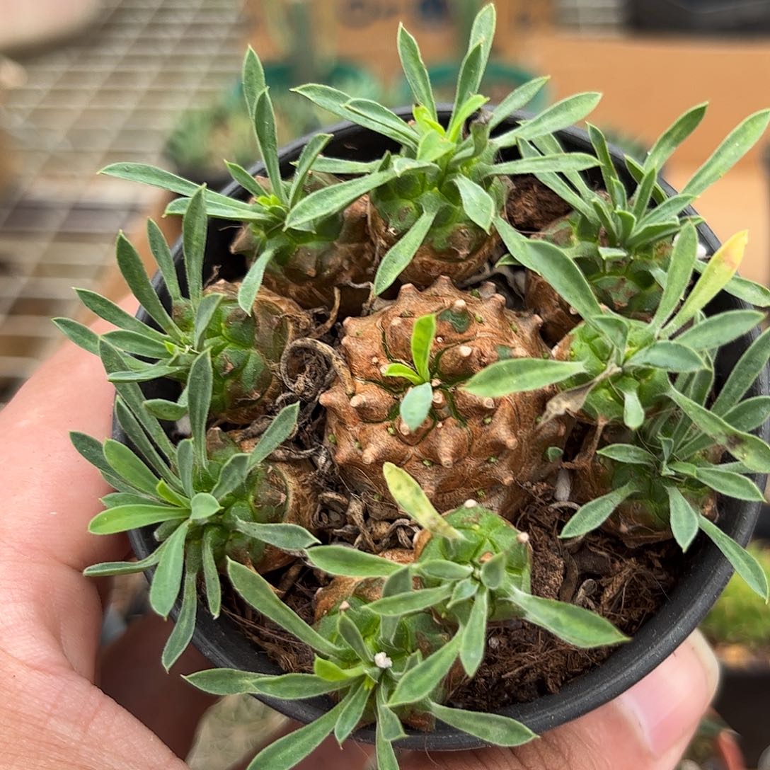 峨眉山群生有根发货