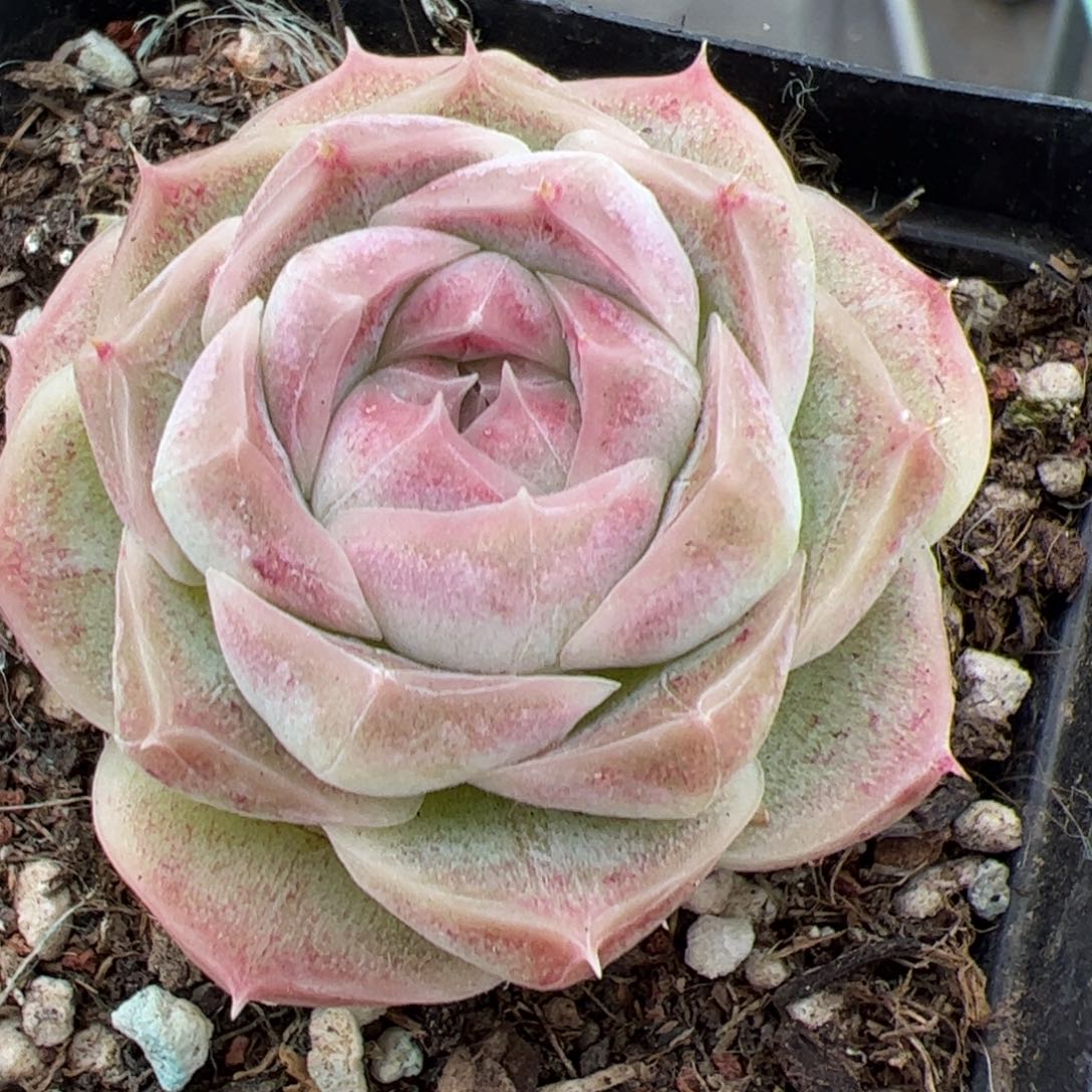 520满38包邮一物一拍