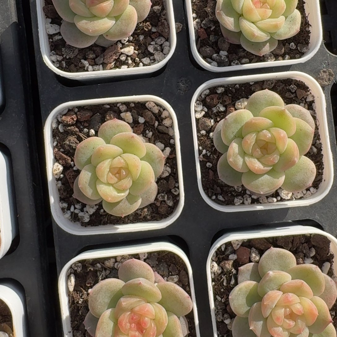 1115-35-清晖单头量拍