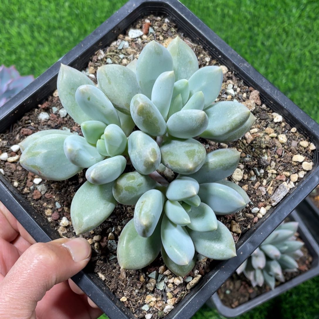 胖体哥特萝莉多肉植物