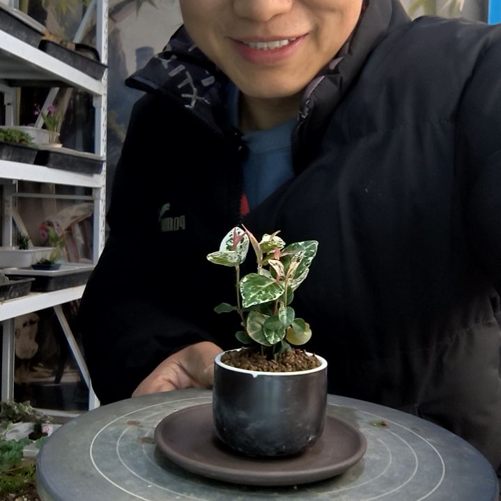 大****～小盆景小植物一物一拍111